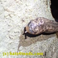 /home//u458753944/public_html/sourcegallery///Insects and small critters/slugs snails leaches (Gastropoda and Annelida)/P5250530.JPG